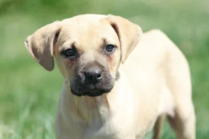 A close-up of a tan and black puppy with floppy ears standing outside in a grassy yard.