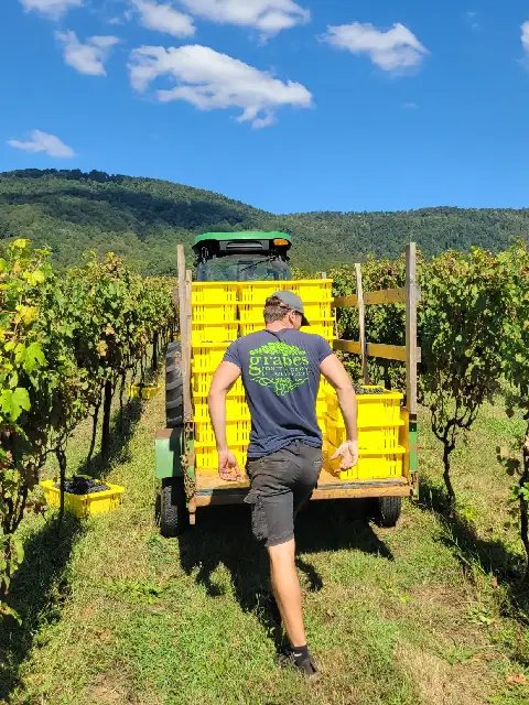 Man loading yellow bins of freshly harvested grapes onto a tractor trailer in a Virginia vineyard.