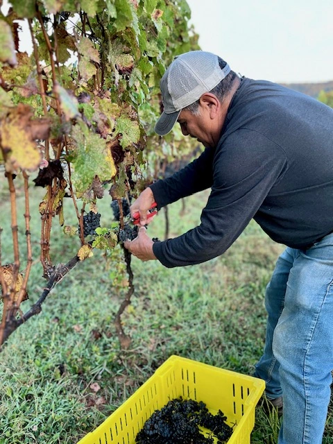 Man hand-harvesting ripe red grapes in a Virginia vineyard during autumn harvest season.