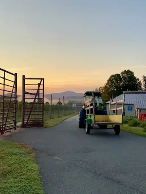 Tractor with an empty trailer driving away from a Virginia vineyard at sunrise, with mountains in the background.