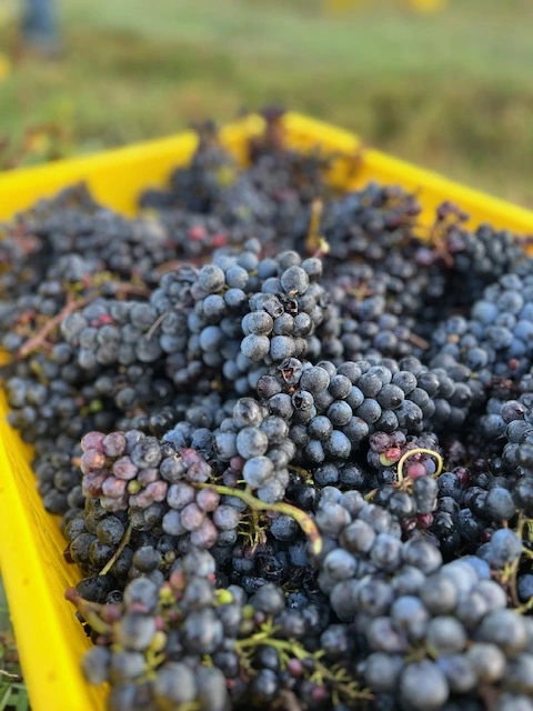 A yellow bin filled with freshly harvested ripe dark grapes in a Virginia vineyard.