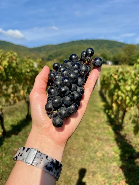 A winery worker hand-harvesting ripe red grapes into a yellow bin in a Virginia vineyard.