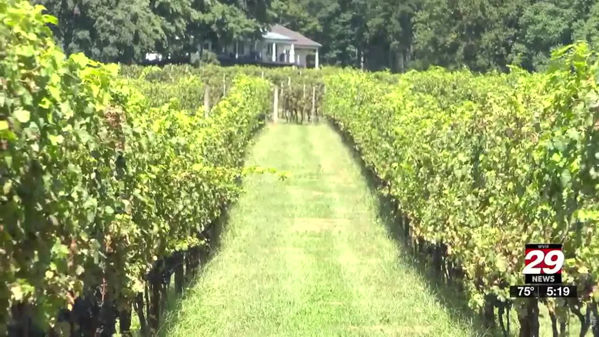 ‘Let’s try to learn,’ Virginia winemaker says through challenging seasons.