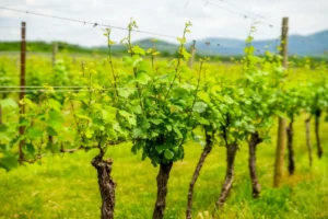 Rows of grapevines with young green leaves on trellises in a vineyard with rolling hills in the background.