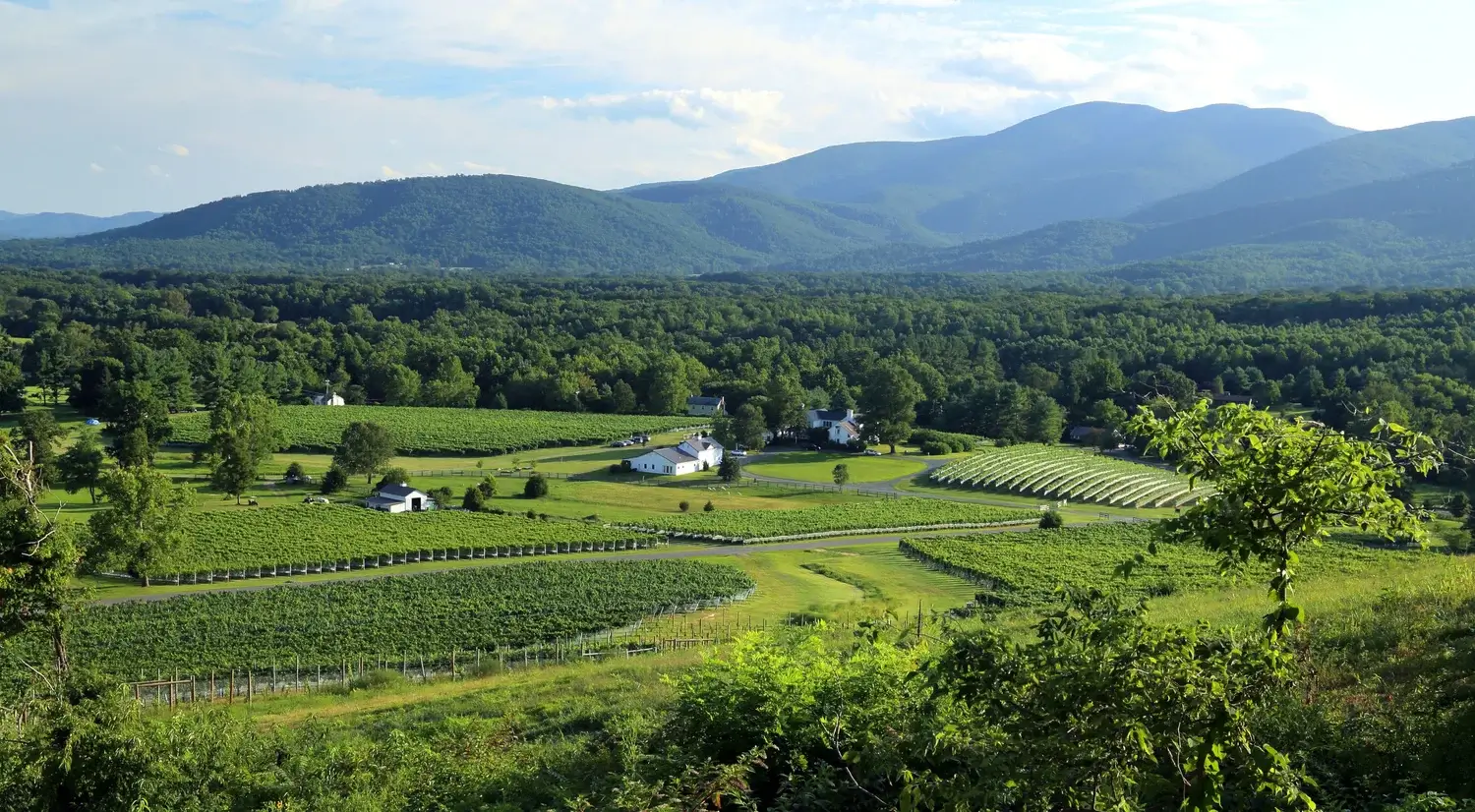 Panoramic view of a vineyard in the Monticello wine region featuring rows of grapevines, rolling green farmland, and buildings nestled among the fields. Forested hills and the Blue Ridge Mountains rise in the background under a bright sky.