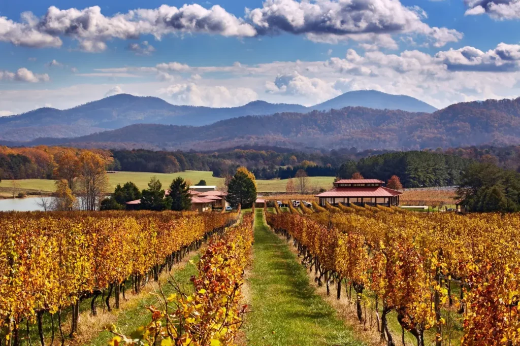 Rows of golden autumn grapevines lead toward a pavilion and buildings, set against a backdrop of rolling mountains under a bright, cloudy blue sky.