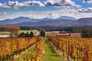 Rows of golden autumn grapevines lead toward a pavilion and buildings, set against a backdrop of rolling mountains under a bright, cloudy blue sky.