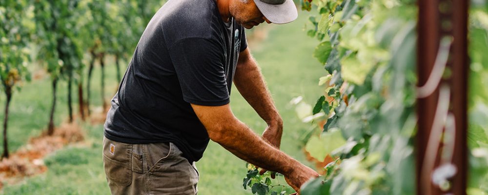 AFTON MOUNTAIN VINEYARDS